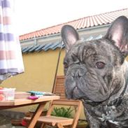 Fransk bulldog Wolfgang
