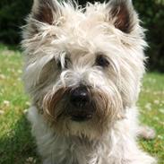 Cairn terrier Micci