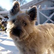 Cairn terrier Micci