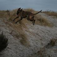 Blanding af racer Chili