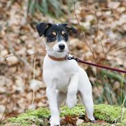 Parson russell terrier Jackie