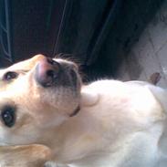 Blanding af racer Lady