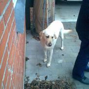 Blanding af racer Lady