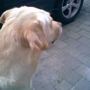 Blanding af racer Lady