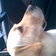 Blanding af racer Lady