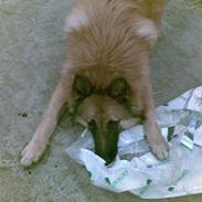 Belgisk hyrdehund Kenzo 2/1 2008 R.I.P