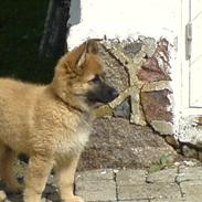 Belgisk hyrdehund Kenzo 2/1 2008 R.I.P
