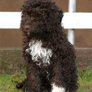 Lagotto romagnolo Mango