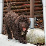 Lagotto romagnolo Mango