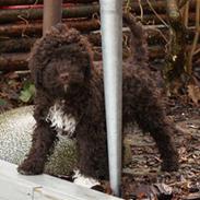 Lagotto romagnolo Mango