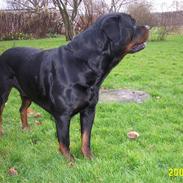Rottweiler Tico