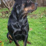 Rottweiler Tico
