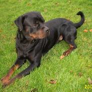 Rottweiler Tico
