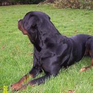 Rottweiler Tico