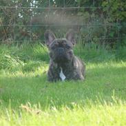 Fransk bulldog A La Coccios Rino (Eddy)