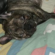 Fransk bulldog A La Coccios Rino (Eddy)