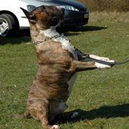 Bullterrier Zagus