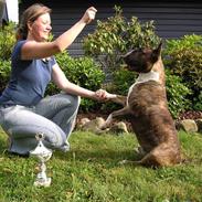 Bullterrier Zagus
