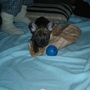 Fransk bulldog A La Coccios Rino (Eddy)