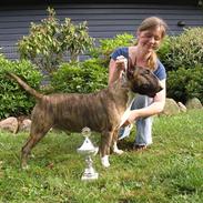 Bullterrier Zagus