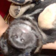 Blanding af racer Frække Frida 