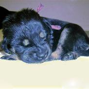 Blanding af racer Frække Frida 