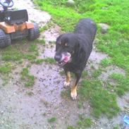 Blanding af racer King (Slinger) RIP