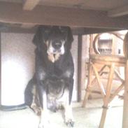 Blanding af racer King (Slinger) RIP