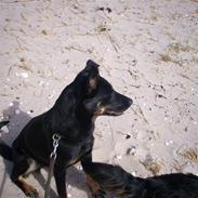 Blanding af racer Molly