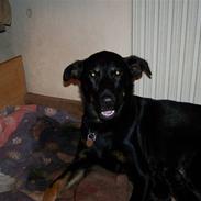 Blanding af racer Molly