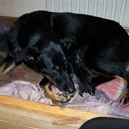 Blanding af racer Molly