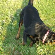 Rottweiler lucky