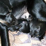 Blanding af racer Molly