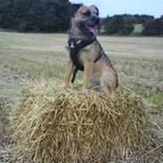 Border terrier Tjavs