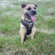 Border terrier Tjavs