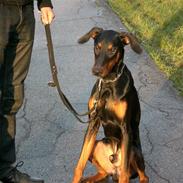 Dobermann (Black Stallion) Ice