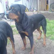 Rottweiler Tyson