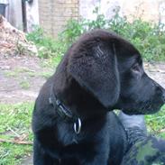 Labrador retriever Balter