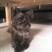 Cairn terrier Buster