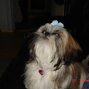 Shih tzu malu