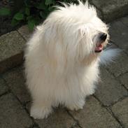Coton de tulear Eddie