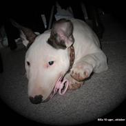 Bullterrier BILLA