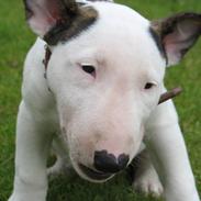 Bullterrier BILLA