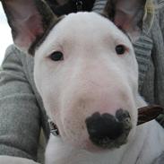 Bullterrier BILLA