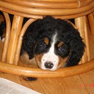 Berner sennenhund Alli