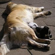 Golden retriever Cita