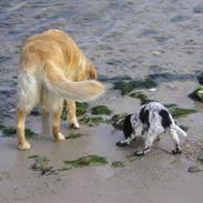 Golden retriever Cita