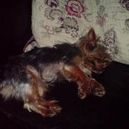 Yorkshire terrier Marco