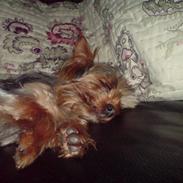 Yorkshire terrier Marco