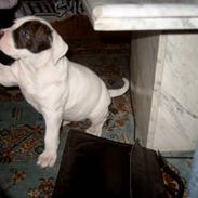 Amerikansk bulldog Trunte